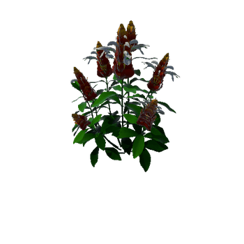 Flower Pachystachys Lutea2 1